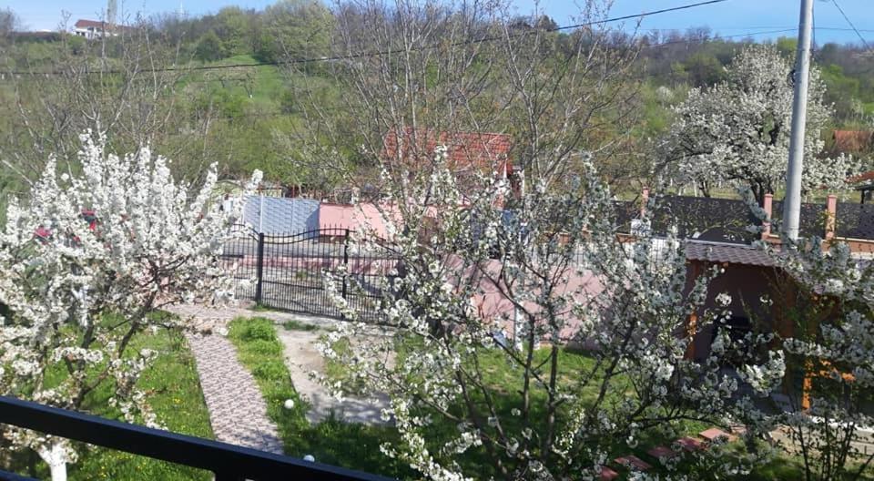 Hotel Casa Liana à Oradea Extérieur photo